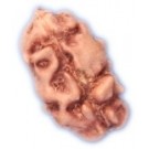 1 face java rudraksha bead